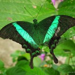 emerald-swallowtail-70419
